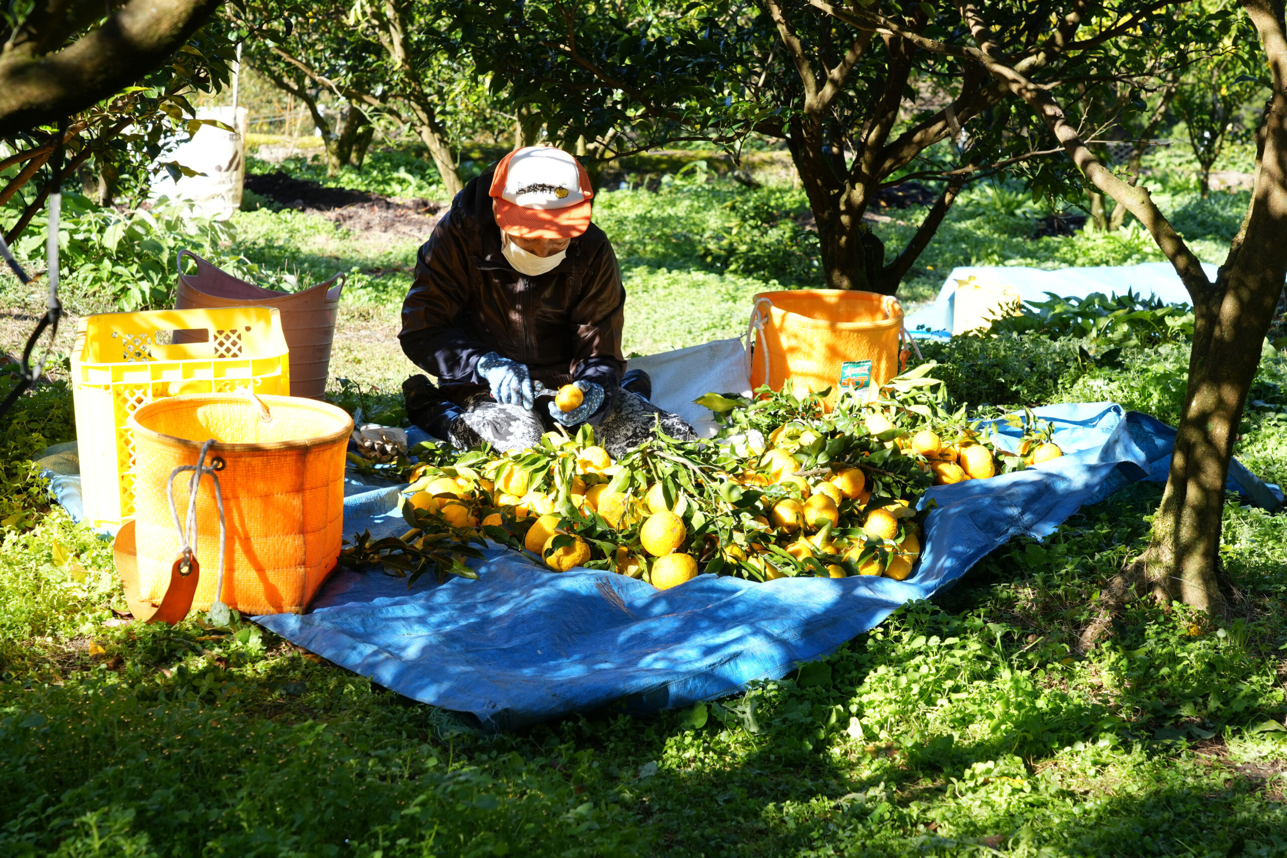 Nintendo Switchの公式発売スケジュールが2024年11月に更新